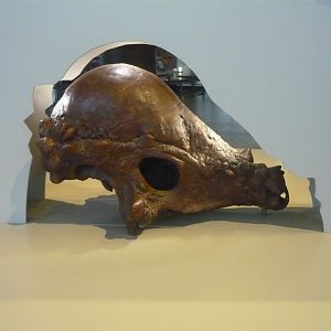 Pachycephalosaurus skull (cast)