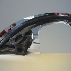 Parasaurolophus skull (cast)