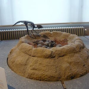Maiasaura nest