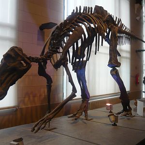 Maiasaura peeblesorum skeleton