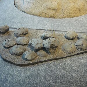 Hadrosaur eggs