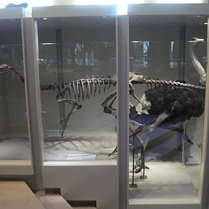 Ornithomimid and Ostrich