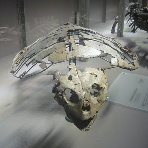 Allopleuron hofmanni