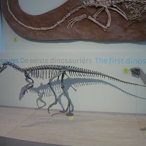 Eoraptor skeleton (model)