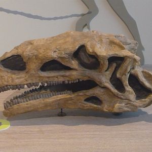Plateosaurus skull