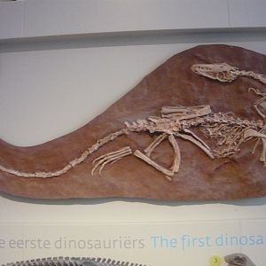 Coelophysis skeleton