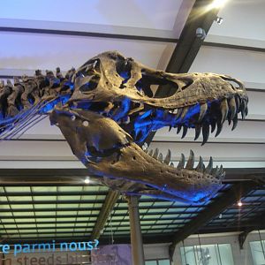 Tyrannosaurus rex skeleton