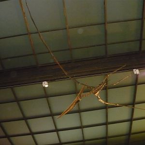 Pteranodon skeleton