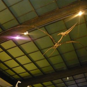 Pteranodon skeleton