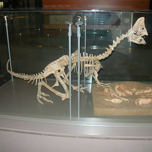 Oviraptor with eggs