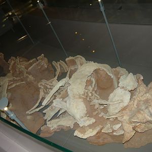Pinacosaurus mephistocephalus skeleton