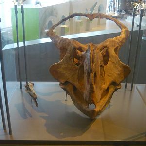 Velociraptor and Protoceratops skulls