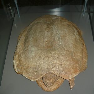 Zangerlia neimongolensis