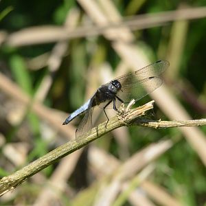 Scarce Chaser, Strumpshaw Fen, 10/06/17