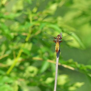 Broad-bodied Chaser, Avenue Washlands, 17/06/17