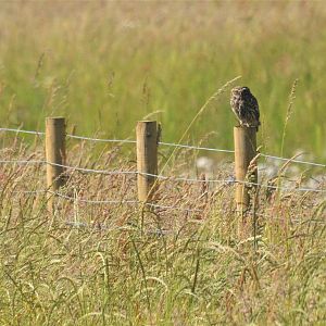 Little Owl, Avenue Washlands, 17/06/17