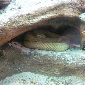 Western diamond-back rattlesnake (Crotalus atrox)