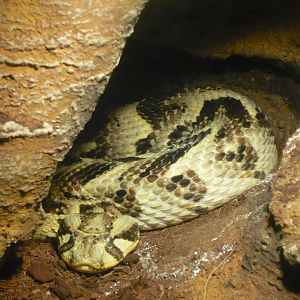 Puff adder (Bitis arietans)