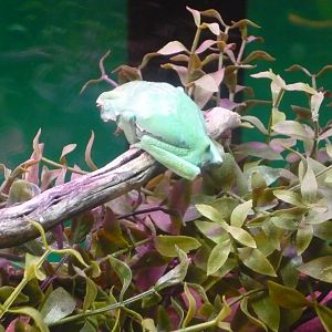 Waxy monkey frog (Phyllomedusa sauvagii)