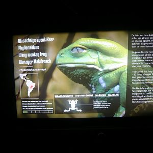 Waxy monkey frog info