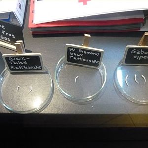 Venomous snake fangs