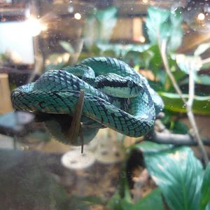 Ceylon pit viper (Trimeresurus trigonocephalus)