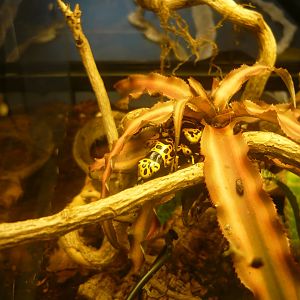 Yellow-headed poison frog (Dendrobates leucomelas)