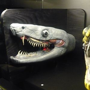 Proteroglyphous snake head model