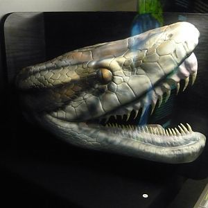 Aglyphous snake head model