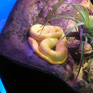 Eyelash viper (Bothriechis schlegelii)