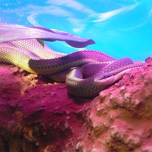 Baron's green racer (Philodryas baroni)