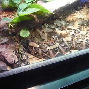 West African Gaboon viper (Bitis (gabonica) rhinoceras)