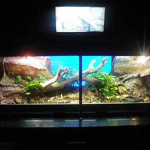 Gaboon viper vivarium