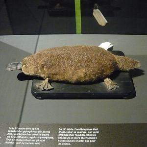 Platypus