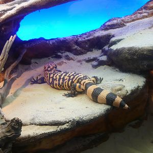 Gila monster (Heloderma suspectum)