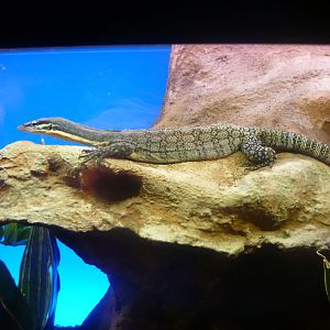 Kimberly rock monitor (Varanus glauerti)