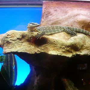 Kimberly rock monitor (Varanus glauerti)