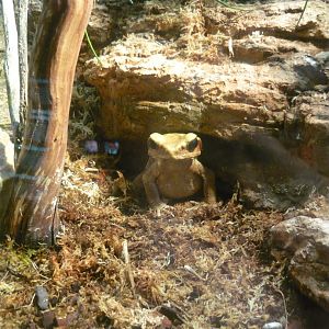 Smooth-sided toad (Rhaebo guttatus)