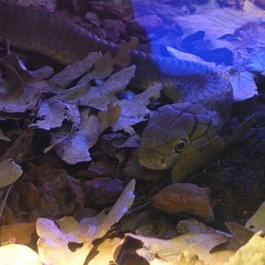 King cobra (Ophiophagus hannah)