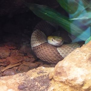 Copperhead (Agkistrodon contortix)