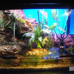 Fire-bellied newt vivarium