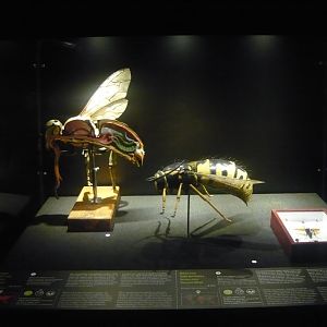 Stinging Hymenoptera