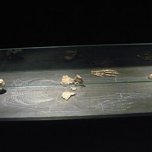 Ardipithecus ramidus