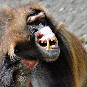 Gelada baboon