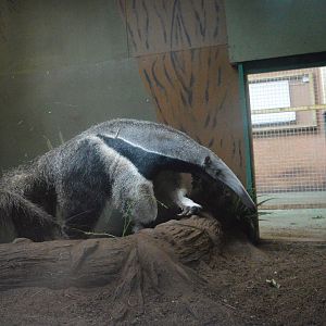 Giant anteater