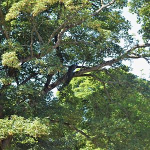 Indian peafowl in a tree