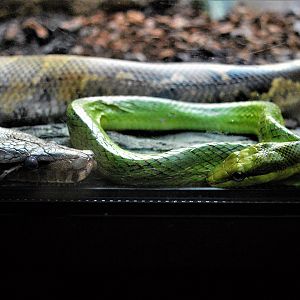 Blood python and red-tailed rat snake