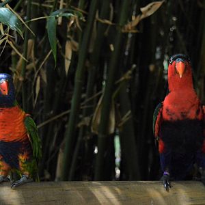 Rainbow lorikeet and black-capped lory