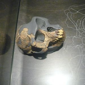 Ardipithecus ramidus