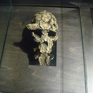 Sahelanthropus chadensis, the skull of Toumai (cast)
